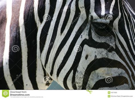 African Zebras stock photo. Image of drive, african, animal - 4377050