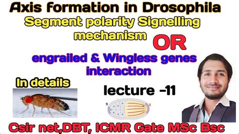 Axis Formation In Drosophila L 11 Segment Polarity Signaling Or