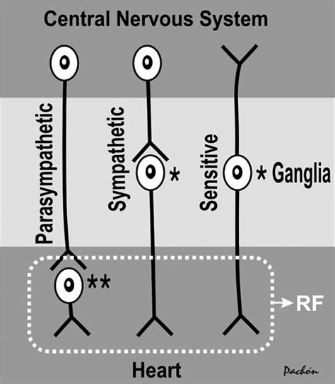 Schema of cardiac innervation. *Postganglionic sympathetic and sensory ...