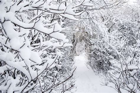 Tunnel, Trail in the Winter Forest, Trees Covered in Snow, Selective ...