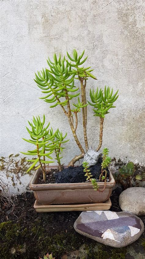 Crassula Tetragona Suculentas