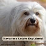 Havanese Colors Explained | Most Desirable Havanese Dog Colors - Canine ...