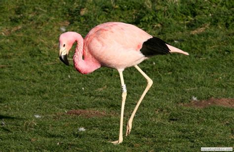 Identify Andean Flamingo - Wildfowl Photography.