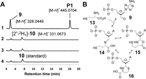 Figure 2 From Biosynthesis Of Oxetanocin A Includes A B12 Dependent