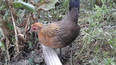 Bantam Easter Egger Backyard Chickens Learn How To Raise Chickens