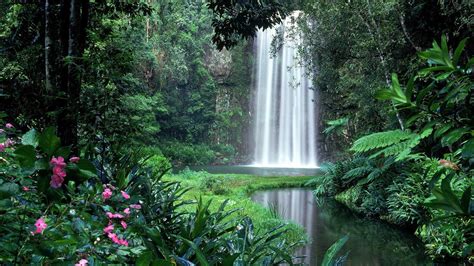 Kuranda Rainforest Waterfall Background Wallpaper 114574 Baltana