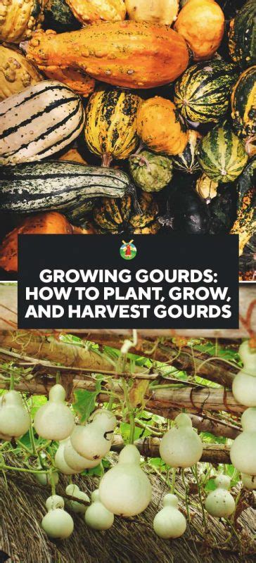 Growing Gourds: How to Plant, Grow, and Harvest Gourds