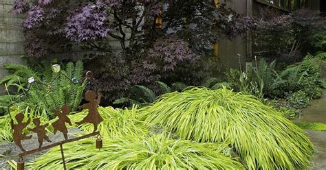 Japanese Maple Ferns And Golden Japanese Forest Grass Japanese Maple Garden Pinterest