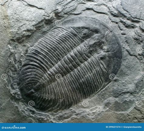 Prehistoric Fossils Dating Back To the Cretaceous Period Stock Photo ...