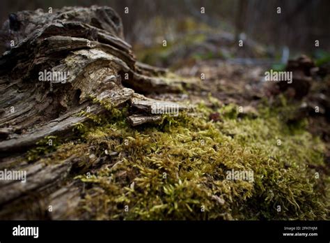 Vecchi Tronchi Coperti Di Muschio Immagini E Fotografie Stock Ad Alta