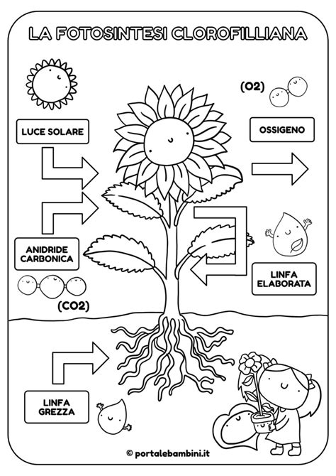 Fotosintesi Per Bambini Da Colorare