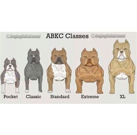 American Bully Xl Weight Chart