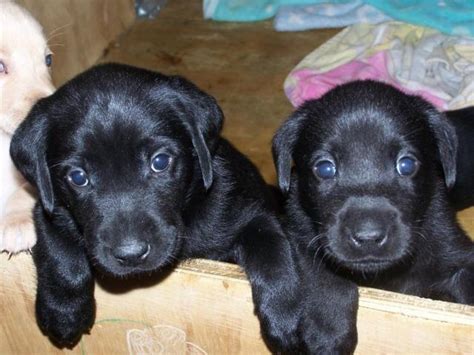 black labrador puppies for Sale in Murrieta, California Classified ...