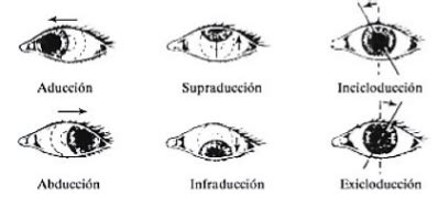 C Tedra N Movimientos Monoculares