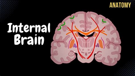 Internal Cerebrum Association Commissural Projection Fibers Basal