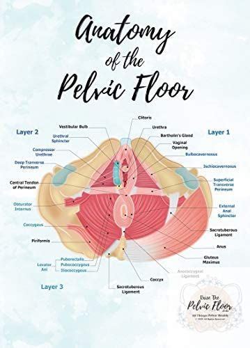 Amazon Pelvic Floor Anatomy Poster Art X In Caudal View Of