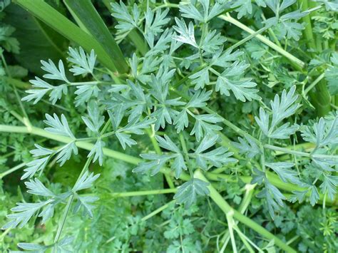 Photographs Of Oenanthe Crocata UK Wildflowers Finely Divided Leaves