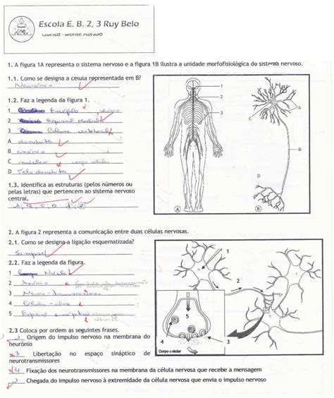 PDF Teste Sobre O Sistema Nervoso E Hormonal PDFSLIDE NET