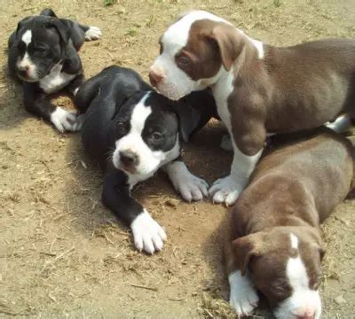 Registered Blue Pitbull Puppies Available