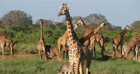 5 Days Tanzania Budget Safari By Serengeti African Tours With 60 Tour Reviews Tourradar