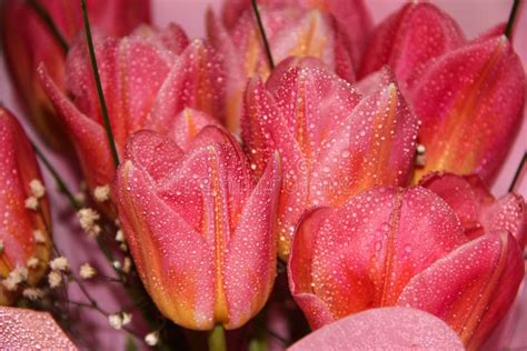 Delicate Tulips With Water Drops A Bouquet Of Spring Flowers Stock