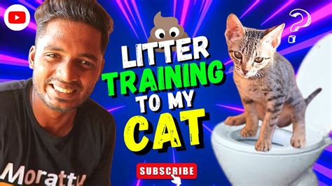 train cat  throw   litter box  brayden woodd blog