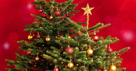 Tesco Slashes Prices Of Trees For Christmas Tree Saturday Coventrylive