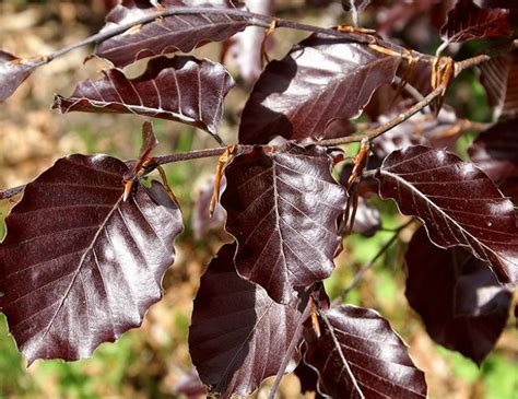 Schnitt Und Pflege Von Brombeeren Hauenstein AG