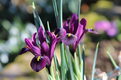 How & When To Plant Iris Bulbs: Tips, Tricks, & FAQ | House Grail