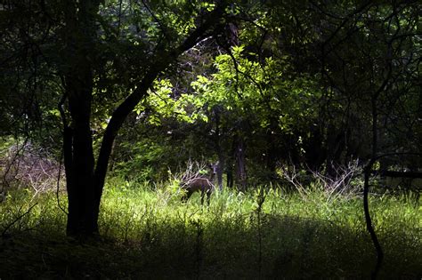 Black Deer: How Rare Are Melanistic Deer and What Causes It? - A-Z Animals