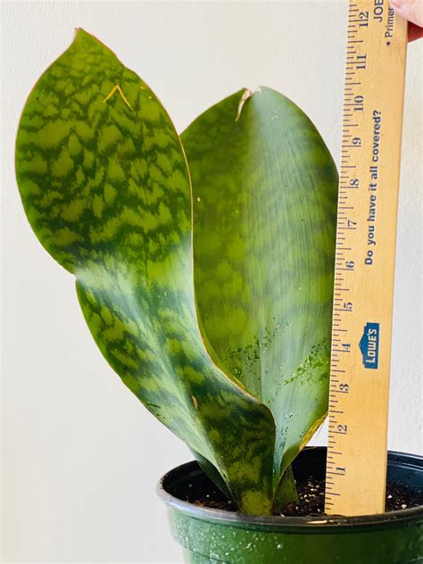 Rare Whale Fin Snake Plant Sanseveria Masoniana Live Snake Etsy