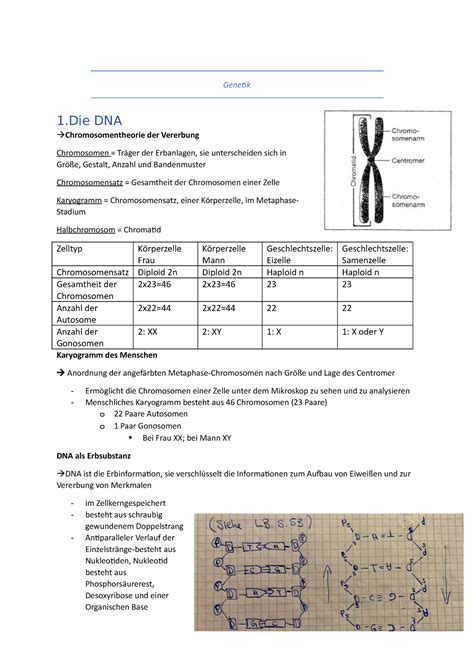 Genetik Grobe Zusammenfassung Genetik 1 DNA Chromosomentheorie Der