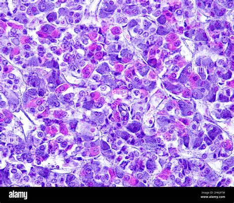 Anterior Pituitary Histology