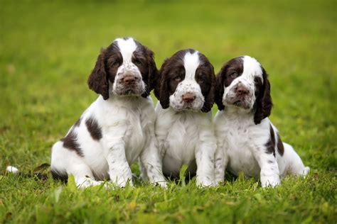 The Origins of the Spaniel: Just What is a Spaniel? | Greenfield Puppies