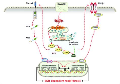 Schematic Representation Of The Potential Molecular Mechanism