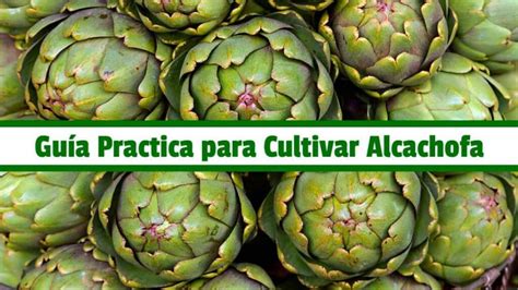 Guía completa Cómo cultivar alcachofas de manera eficiente