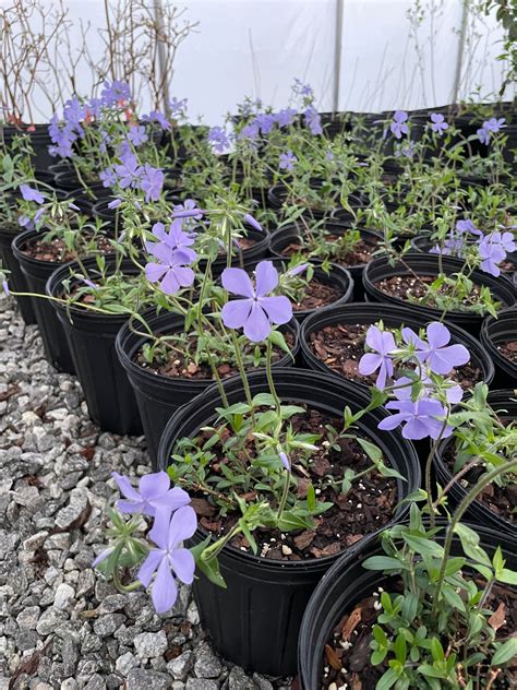 'Blue Moon' Creeping Woodland Phlox, Phlox divaricata 'Blue Moon ...