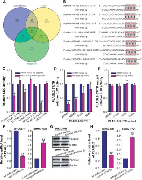 Mir‐378a‐3p Suppresses Plagl2 Expression In Hcc Cells A Heatmap Of