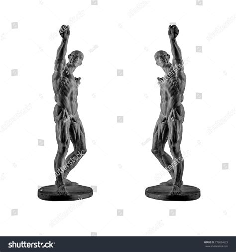 Plaster Statue Naked Anatomical Human Figure Stock Photo