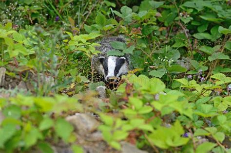 Badger stock photo. Image of animal, fauna, grass, animals - 32385772