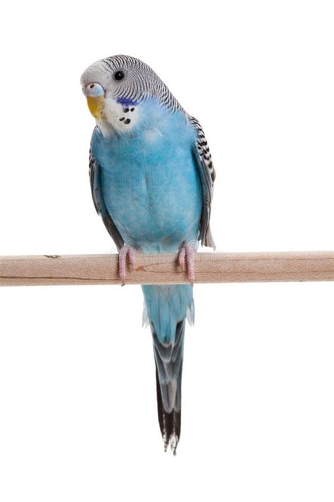 Blue budgie stock image. Image of blue, feather, studio - 19533401