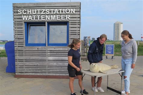 Sommer Im Wattenmeer Schutzstation Wattenmeer