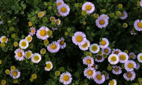 Erigeron Glauca Beach Daisy Rooftop Garden Foliage Plants