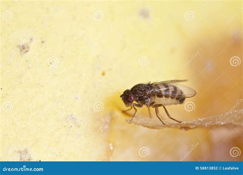 Drosophila Melanogaster Male Fruit Fly On A Green Leaf Stock