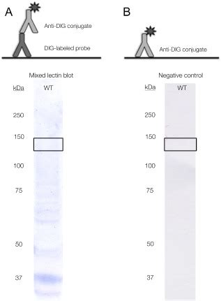 The Digoxigeninanti Digoxigenin Detection As An Alternative To Avoid