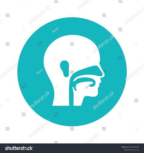 66 Ent Nasal Exam Stock Vectors and Vector Art | Shutterstock