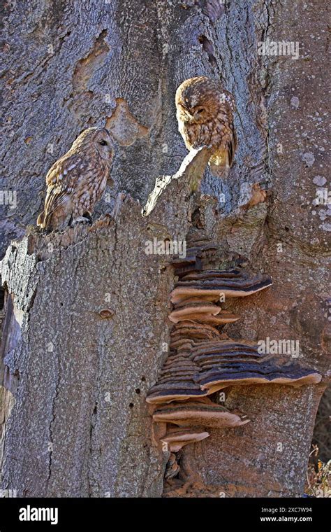 Tawny Owl Strix Aluco Captive Birds Perched Near Fungi In Decaying