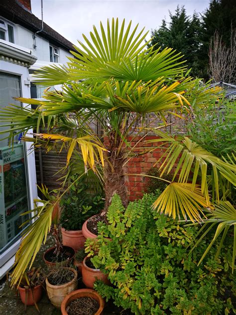 Yellowing/drooping trachycarpus fortunei palm tree, potted in South