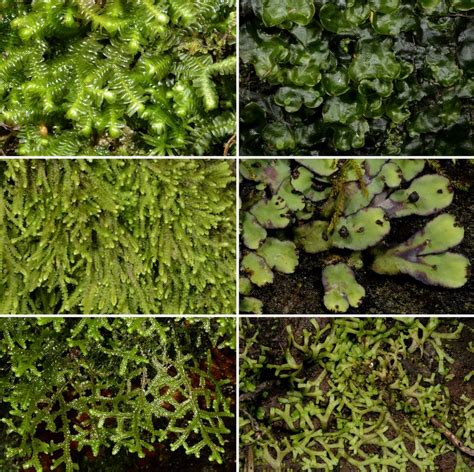 Liverworts photographed in situ in the Taita Hills. A -Bazzania... | Download Scientific Diagram