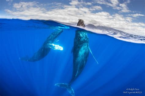 Whale Tales A Global Gathering For Marine Science Enthusiasts